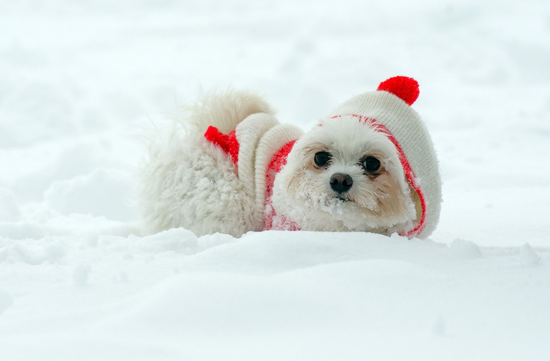 Illustration for article titled Adorable Kids And Adorable Dogs Make The Most Of Snow